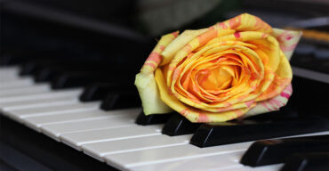 Rosa amarela no piano ao som das músicas de luto