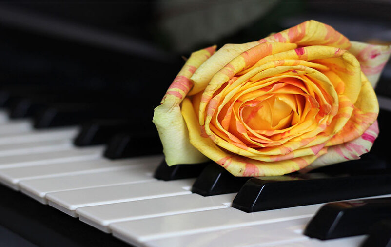 Rosa amarela no piano ao som das músicas de luto