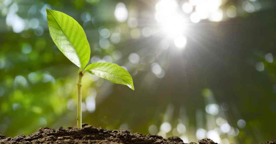 Cremação e meio ambiente: entenda como essa é a melhor opção para sustentabilidade